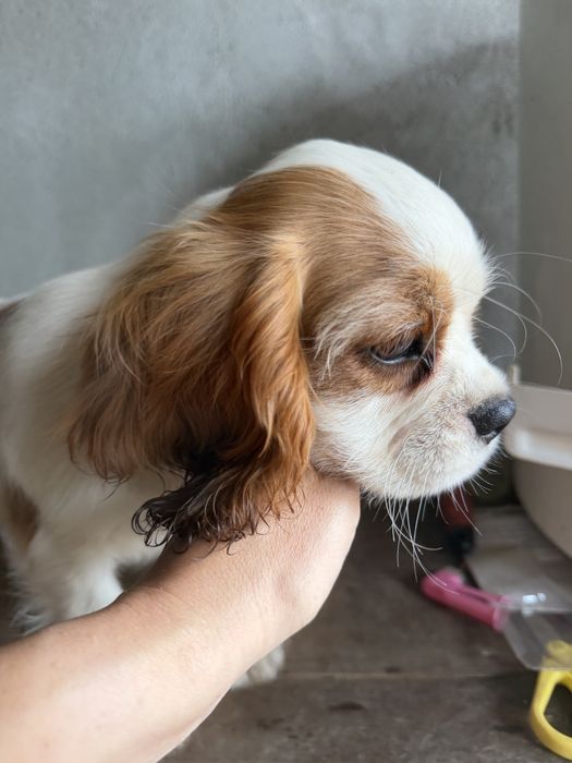 Cavalier King Charles Spaniel - femea Blenheim