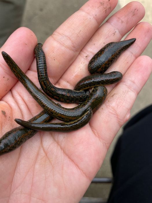 П'явки для лікування