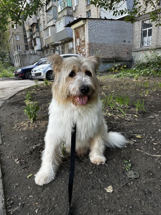 Собака в добрі руки