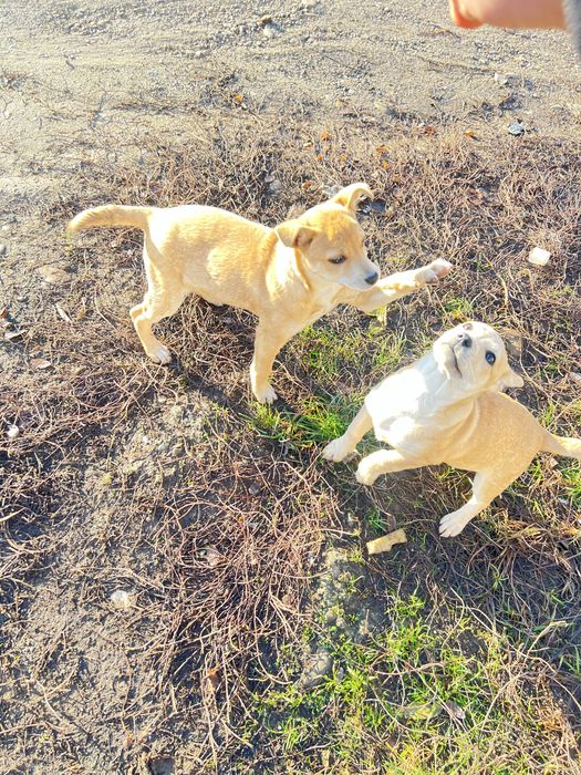 Вітдам в добрі руки щеня невідомоі породи