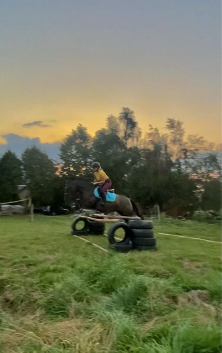 Klacz dla doswoadczonego przyszłościowa do 100cm