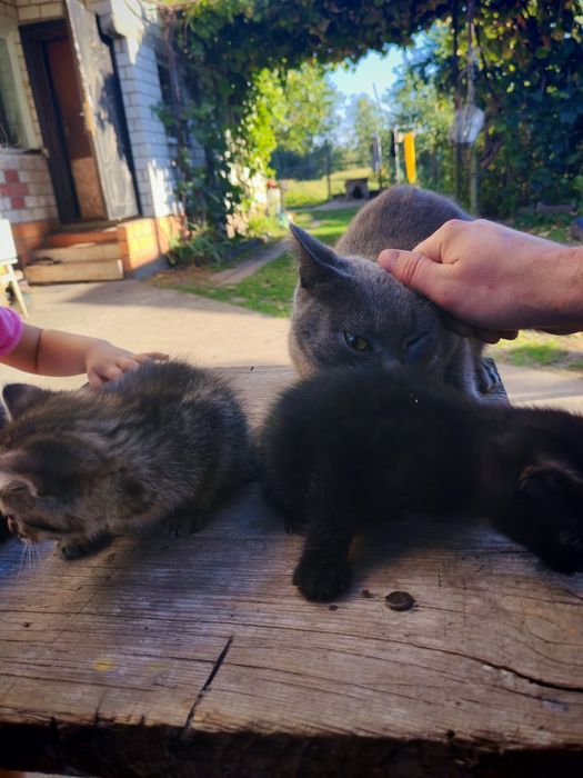 Котенята в добрі руки мама британка