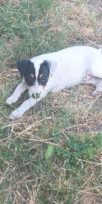 Джек Рассел тер'єр