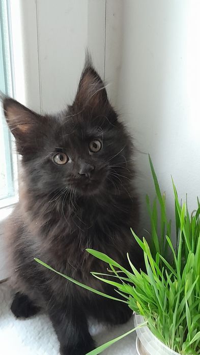 Гарні кошенята мейн кун.