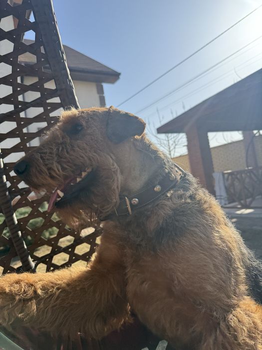 Ердельтерʼєр шукає подругу