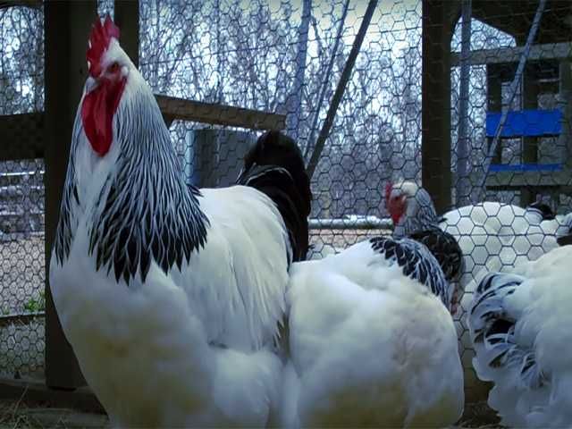 Інкубаційне яйцо, кури та сім'ї, курчата Суссекс королівський, срібло.