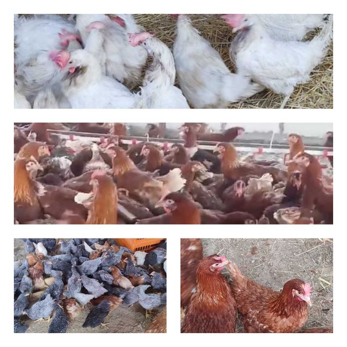 Продам кури несушки! Доставка безкоштовна. Добровеличківка!