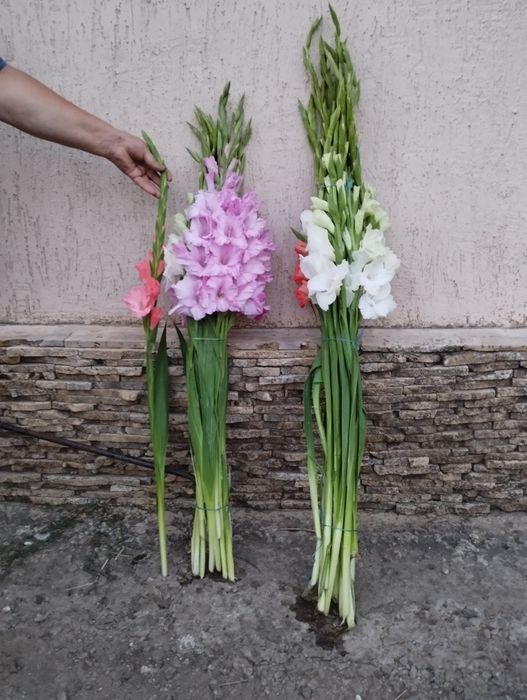 Цибулини гладіолусів