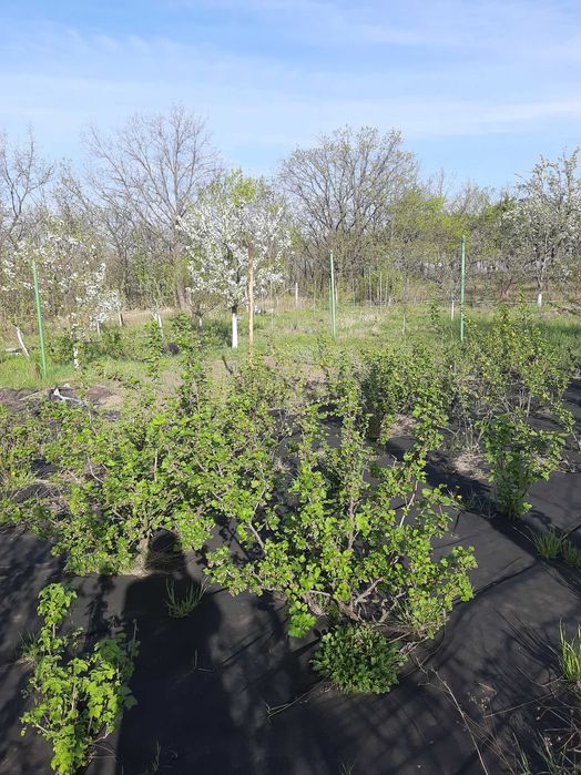 Дача в с. Ямбург