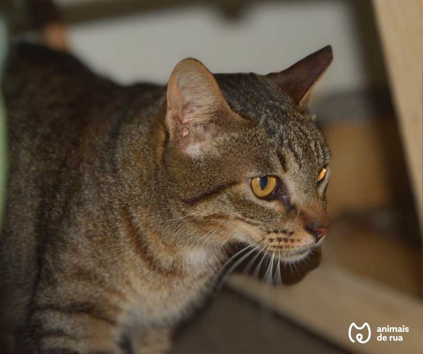 Vadinho | Para Adoção