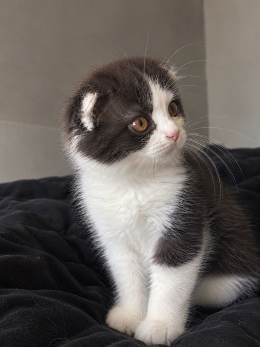 Скотиш фолд девочка шотладская вислоухая кошка котята котенок кот