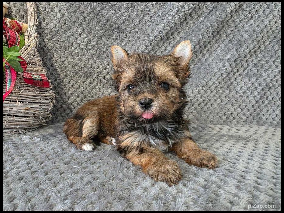 sunia , Ocean Pearl , Biewer , York