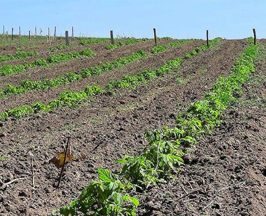 Ремонтантна малина з високою врожайністю та великими ягодами купити