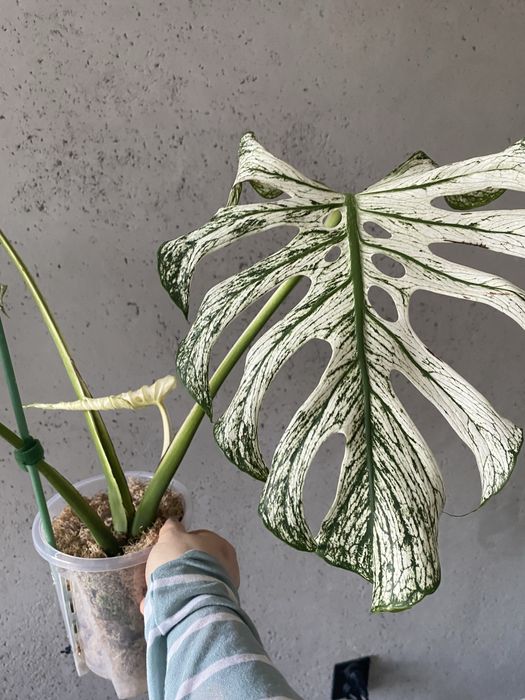 Monstera Devil 4 liscie świetne geny