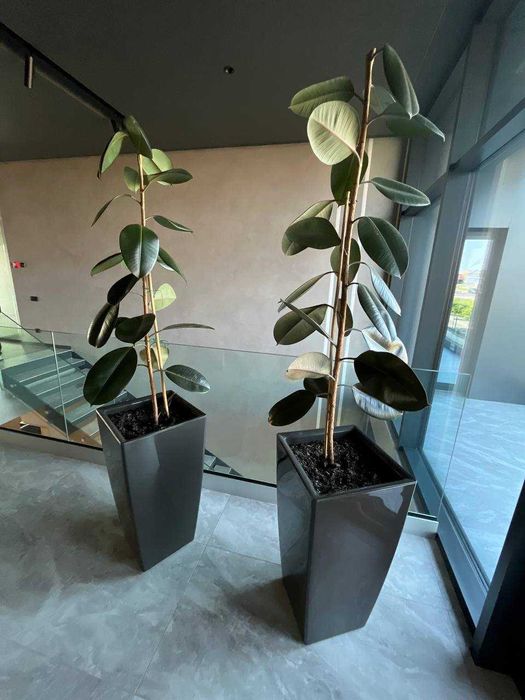 Фікус каучуковий 1.5м 2 шт в наявності