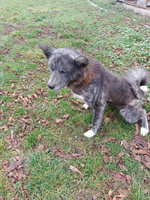 Oddam za darmo Akitę