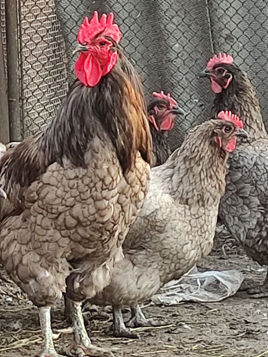 Яйця джерсійського гіганта