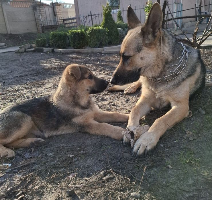 Продам щенков немецкой овчарки осталось девочка