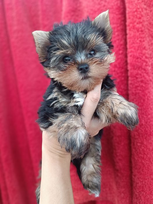 Неймовірні міні цуценята йорки