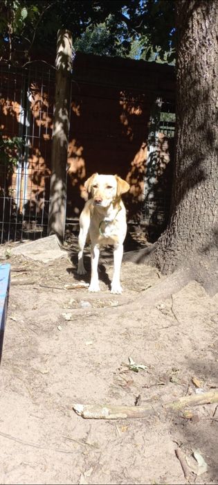 Labrador mix Milo do adopcji