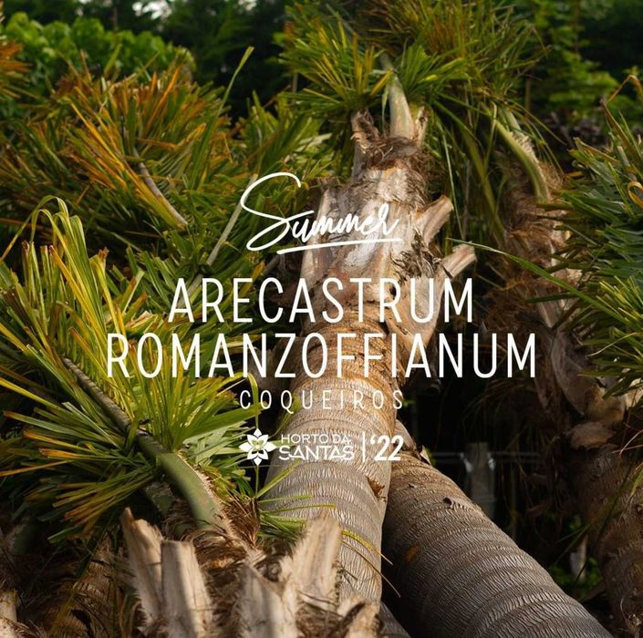 Coqueiros - 200/300/400/500cm - Tronco XL