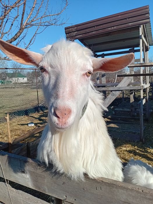 Козёл для случки