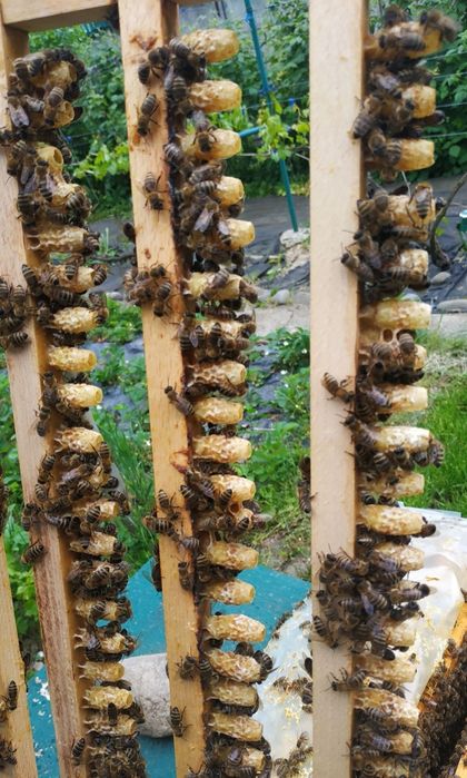 Бджолине Маточне Молочко