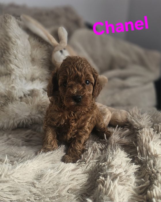 Suczka red brown Chanel