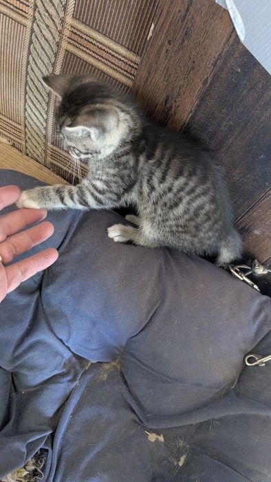 Віддам кицинят 2 місяці,  в добрі руки