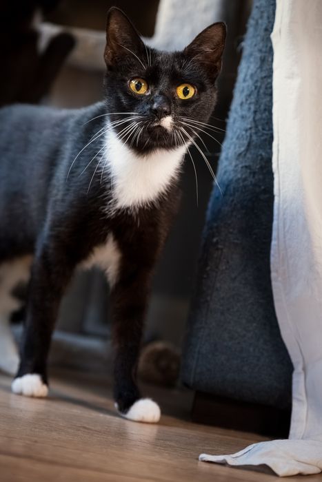 Samba i Rumba – mama i córka, które szukają wspólnego, spokojnego domu