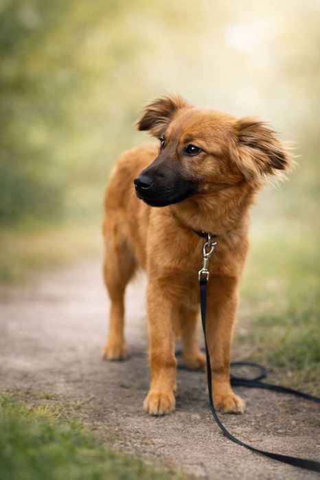 Szczeniak do adopcji