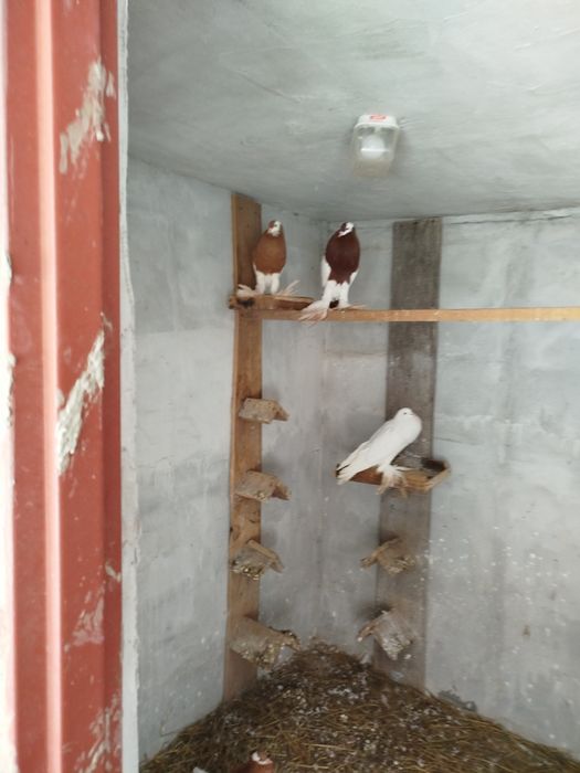 Sprzedam Garłacz czeski i pomorski