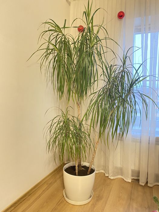 Вазонок,Драцена 180см,Монстера Делікатесна