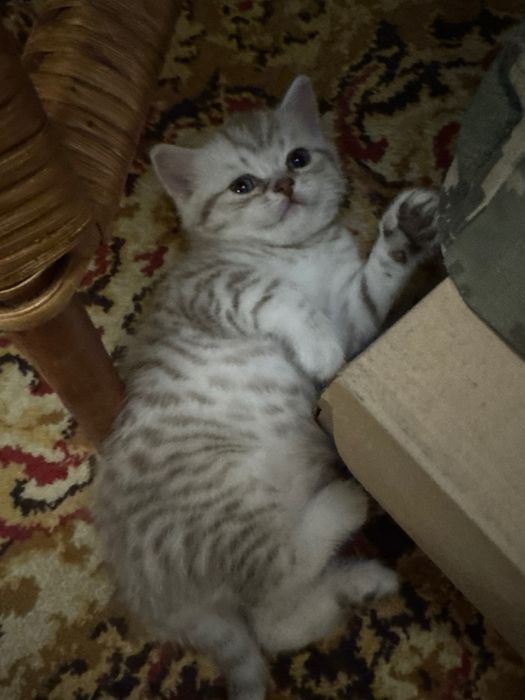 Шотландські кошенята хлопчики