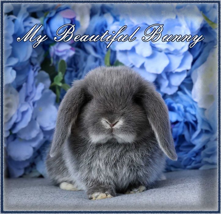 Piękny Królik Mini Lop - Blue Otter