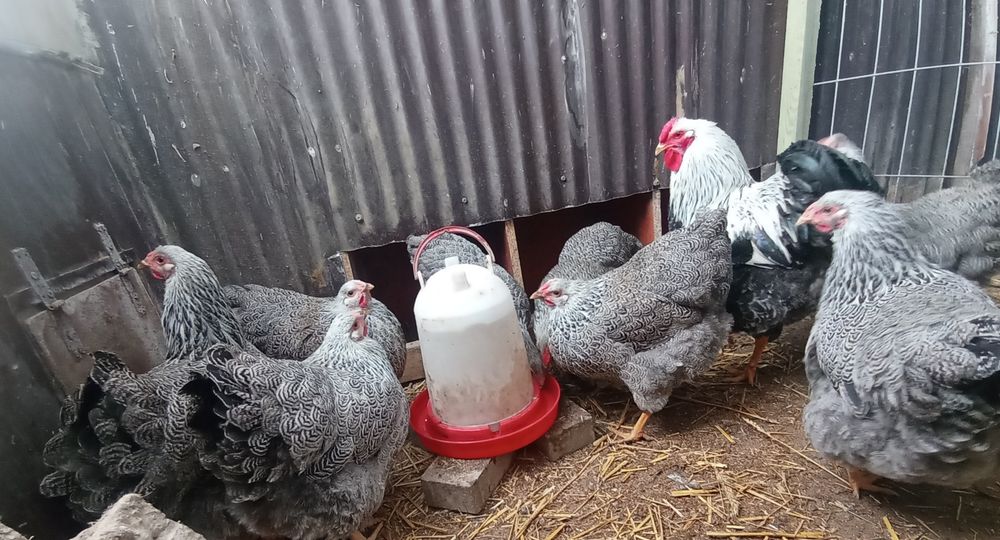 Jaja  lęgowe Wyandotte