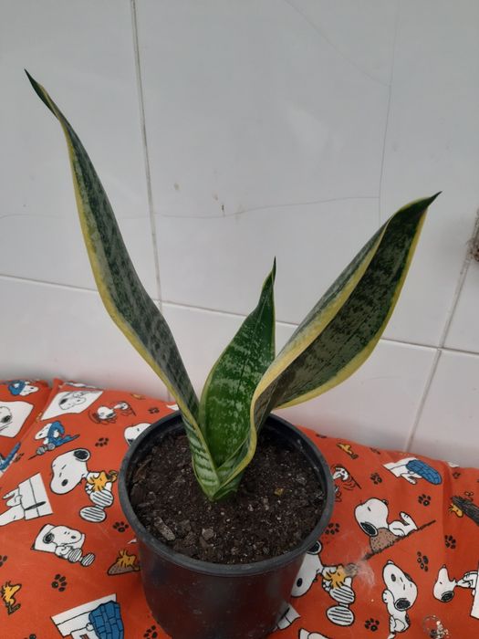 Plantas em vaso variadas