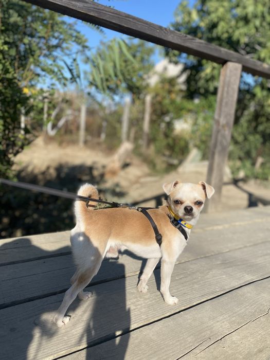 В’язка (чихуахуа, хлопчик) 1,7