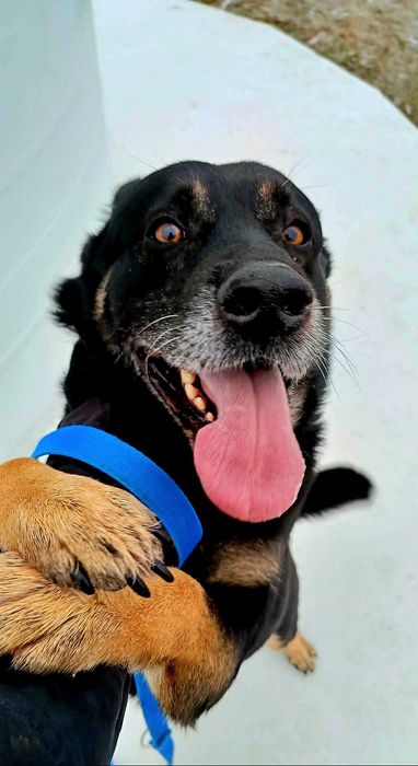Pies Filarek szuka domu. Adopcja, schronisko, za darmo