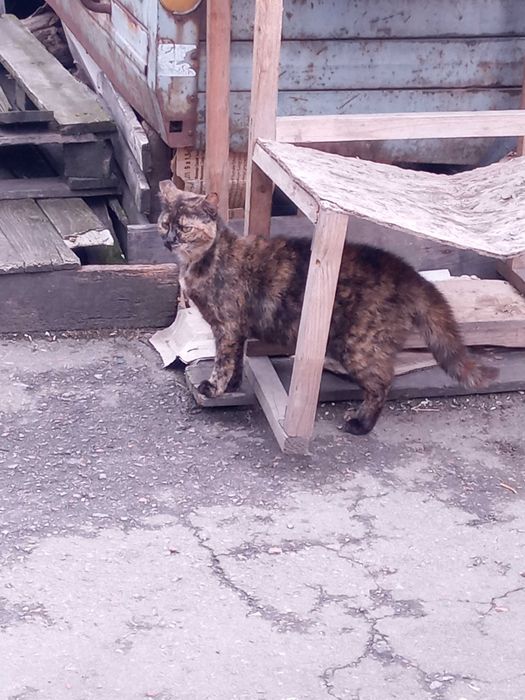 Кішечка черепахового окрасу, таббі - Зімба