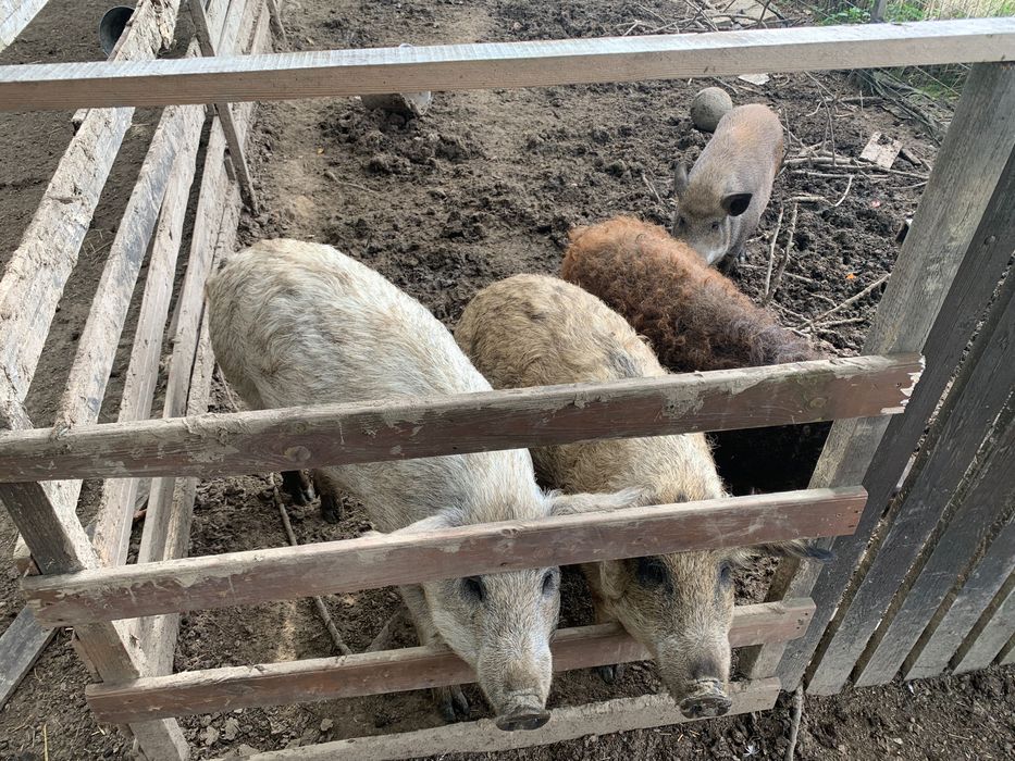 Mangalica świnie