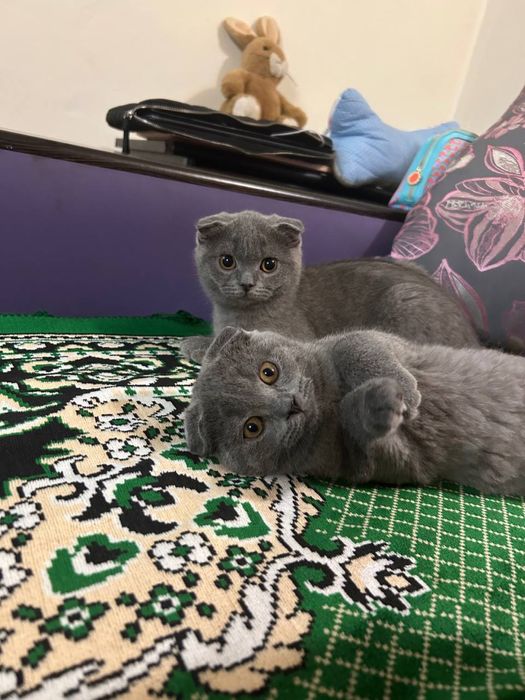 Британские котята