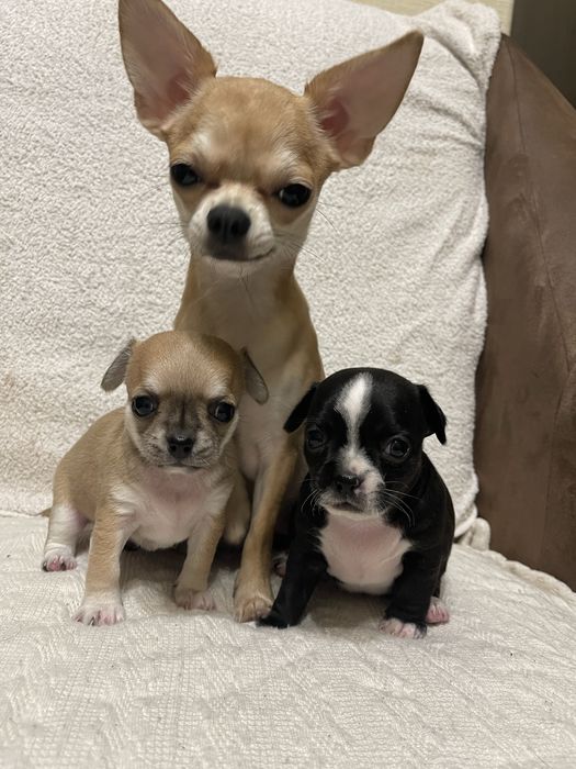 Чіхуахуа-міні хлопчик та дівчинка