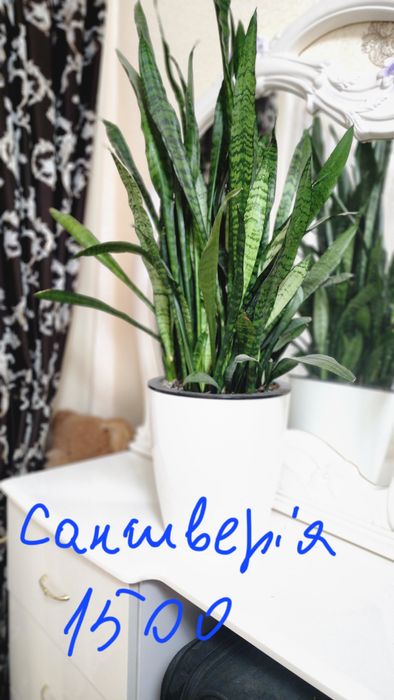 Вазони великі з горщиком