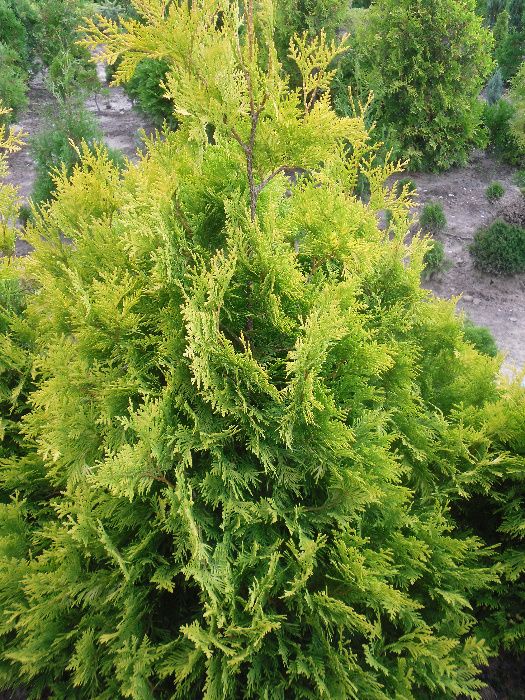 tuja 110-150 cm złocista europe gold aurescens szmaragd złoty jened