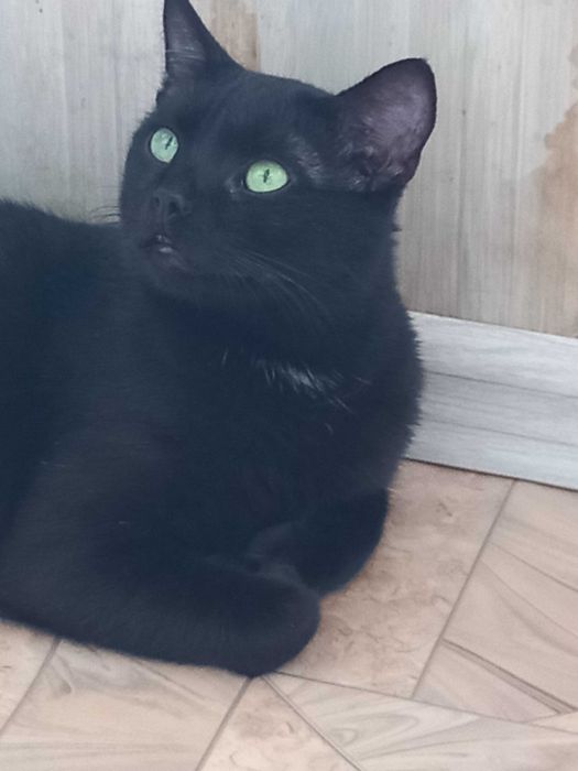 Котик ласковий  10 мес