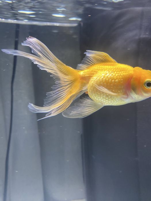 Kinguio pérola ( Pearlscale)