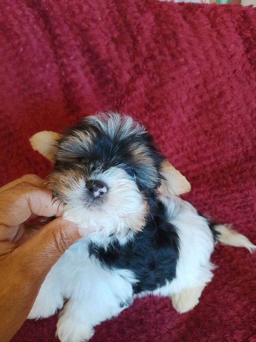 Biewer Terrier com Pedigree