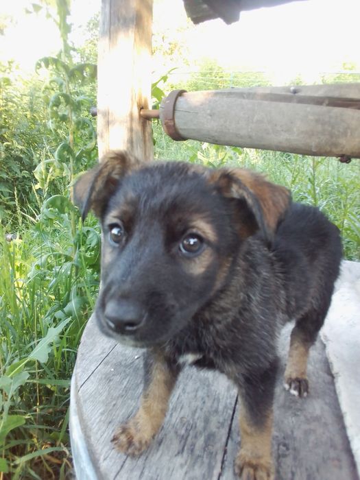 Віддам в добрі руки