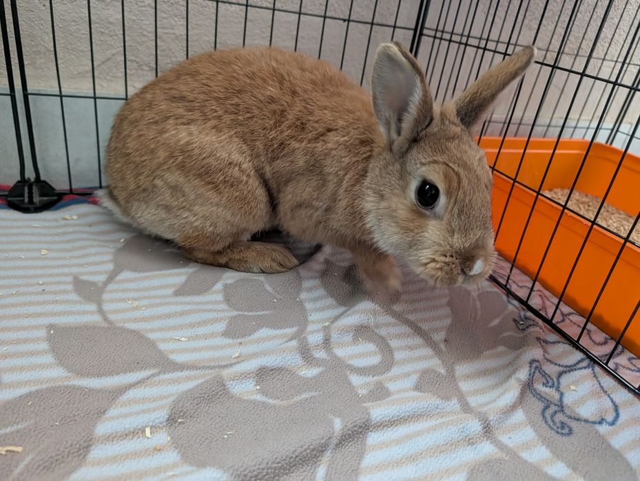 Dwie królicze siostry do adopcji